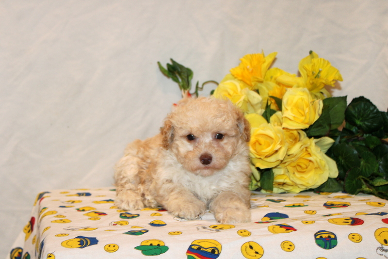 puppy, for, sale, Pomsky, Matthew B. Stoltzfus, dog, breeder, Gap, PA, dog-breeder, puppy-for-sale, forsale, nearby, find, puppyfind, locator, puppylocator, aca